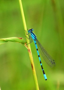 Common Blue Damselfly