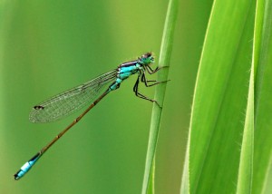 Blue-tailed Damselfly