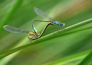 Mating Azure Damselflies