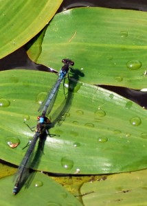 Red-eyed Damselflies