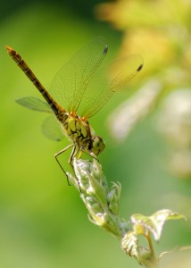 Common Darter