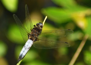 Male Scarce Chaser