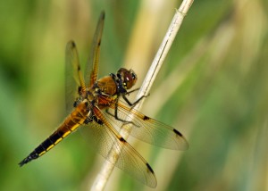 Four-spotted Chaser