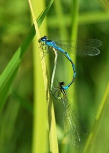 Mating Azure Damselflies