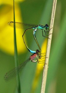 Mating Blue-tailed Damselflies