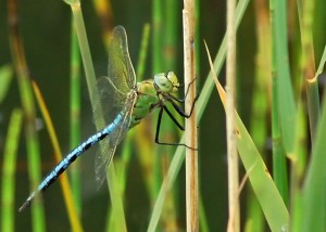 Male Emperor