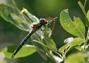 Male Hairy Dragonfly feeding on Large Red Damselfly