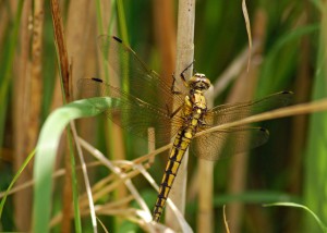 Female Black-tailed Skimmer