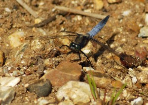 Male Black-tailed Skimmer