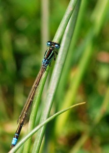 Male Scarce Blue-tailed Damselfly