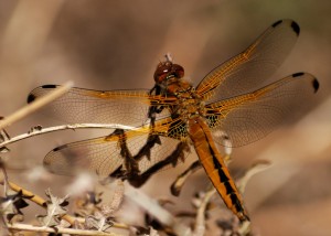 Female Scarce Chaser