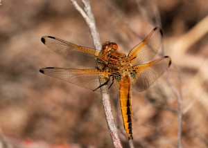 Female Scarce Chaser