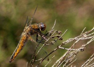 Young male Scarce Chaser