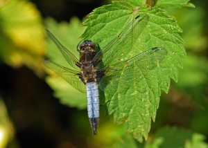 Mature male Scarce Chaser