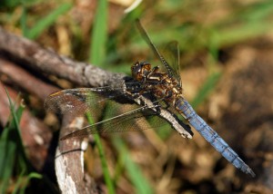 Mature Male Keeled Skimmer