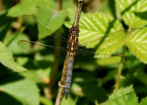 Immature Male Keeled Skimmer