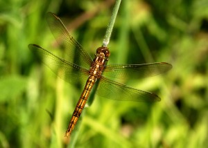 Female Keeled Skimmer