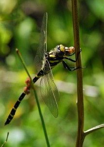 Golden-ringed Dragonfly Feeding