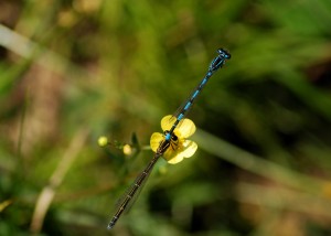 Southern Damselflies