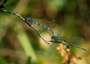 Southern Damselflies