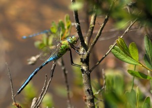 Male Emperor