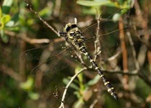 Male Golden-ringed Dragonfly