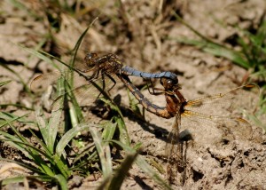Keeled Skimmers in Mating Wheel