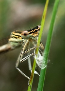 Female White-legged Damselfly