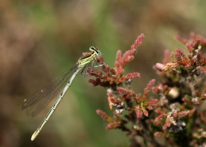 Female White-legged Damselfly