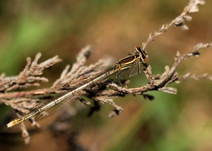 Female White-legged Damselfly