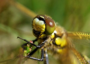 Teneral Four-spotted Chaser