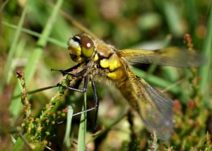 Teneral Four-spotted Chaser