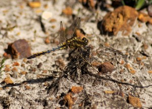 Unidentified - possibly Black-tailed Skimmer?