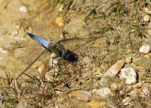 Male Black-tailed Skimmer