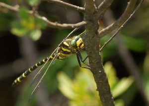 Golden-ringed Dragonfly