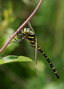 Golden-ringed Dragonfly