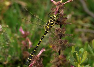 Golden-ringed Dragonfly