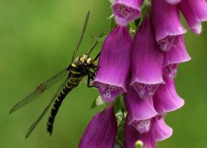 Golden-ringed Dragonfly