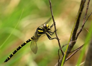 Golden-ringed Dragonfly