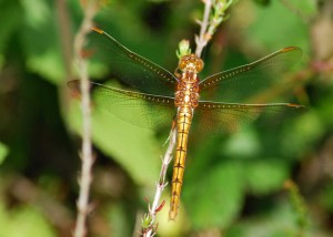 Female Keeled Skimmer