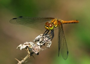 Immature Male Ruddy Darter