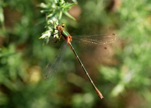 Female Emerald Damselfly