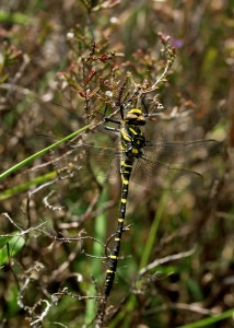 Golden-ringed Dragonfly