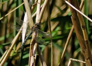 Male Hairy Dragonfly
