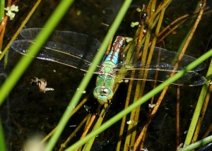 Ovipositing Female Emperor Dragonfly