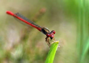 Small Red Damselfly