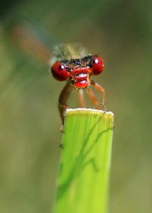 Small Red Damselfly