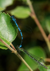 Azure Damselflies