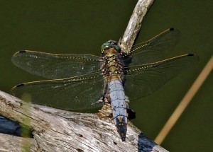 Male Black-tailed Skimmer