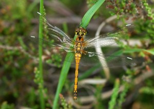 Immature Ruddy Darter